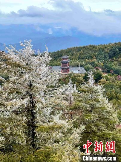 10月4日，泰山之巅现雾凇奇观，冰雕玉砌、晶莹闪烁的雾凇缀满枝头，一树树、一丛丛，甚是好看。　雷杰 摄