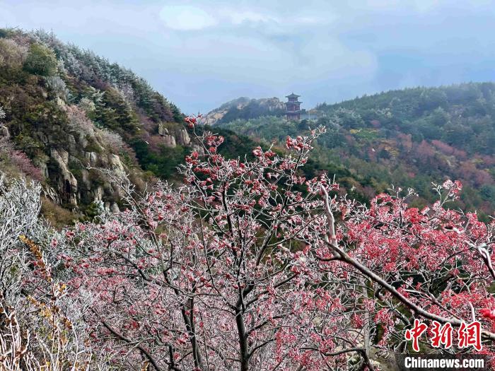 10月4日，泰山之巅现雾凇奇观，冰雕玉砌、晶莹闪烁的雾凇缀满枝头，一树树、一丛丛，甚是好看。　雷杰 摄