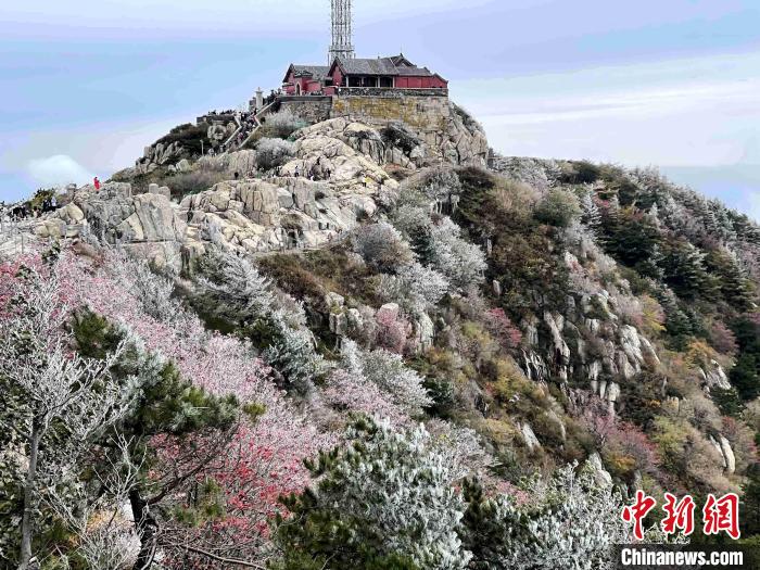 10月4日，泰山之巅现雾凇奇观，冰雕玉砌、晶莹闪烁的雾凇缀满枝头，一树树、一丛丛，甚是好看。　雷杰 摄