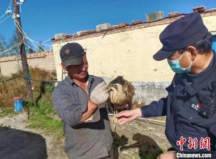 图为被救助的大麻鳽。　青海湖国家级自然保护区管理局供图