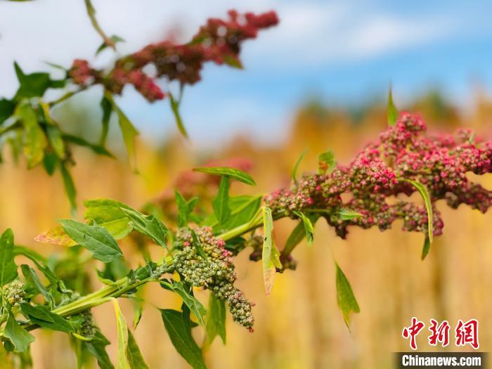 柴达木盆地藜麦病虫防害标准发布实施