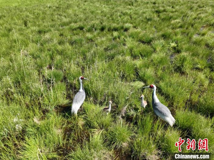 图为如今的浑善达克沙地腹地。　刘长永 摄