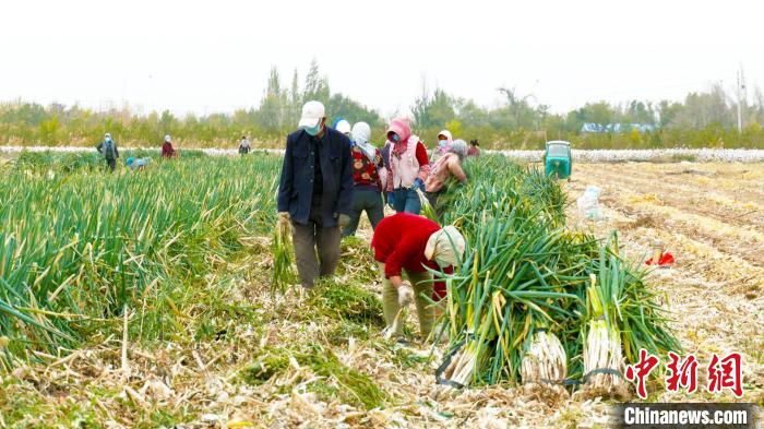 保市民“菜篮子”新疆昌吉市逾7000亩冬储菜陆续上市