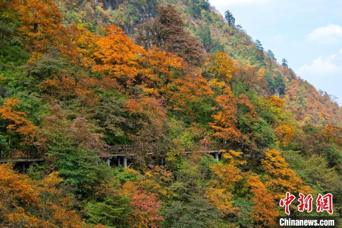 游山步道穿过彩林，美不胜收。　刘忠俊 摄