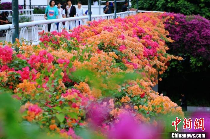 广州200多座空中花廊绽放姹紫嫣红扮靓花城