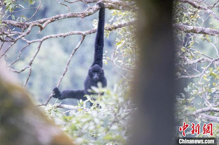 云南无量山西黑冠长臂猿种群数量稳步增长