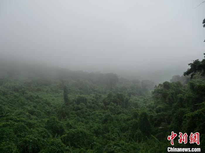 昌江霸王岭，雨雾缭绕的热带雨林。　凌楠 摄