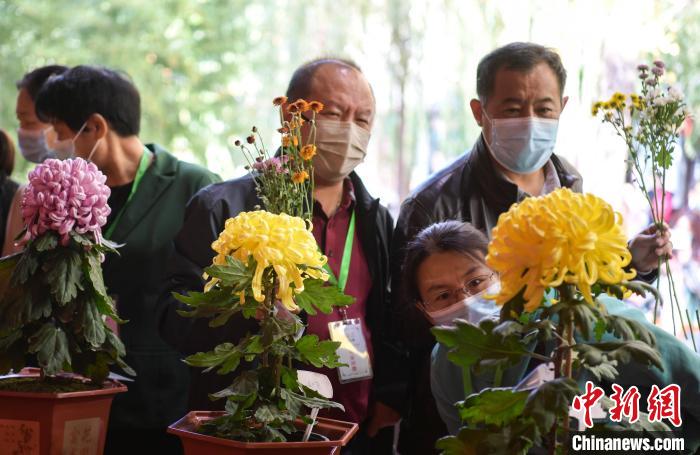 第43届趵突泉金秋菊展开幕10万余盆菊花扮靓景区