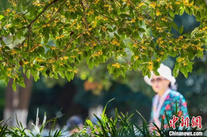 南京古城迎“季节限定”浪漫：桂花飘香秋意渐浓