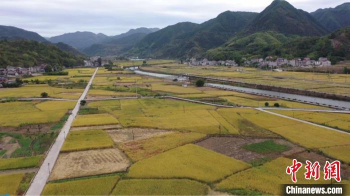 浙江袁隆平水稻试验田“巨型稻”迎来收割