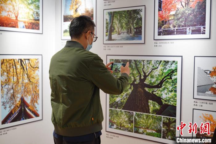 “向树而生·相伴千年”——上海古树名木保护主题展分为室外和室内两个展区。　上海市绿化市容管理局供图