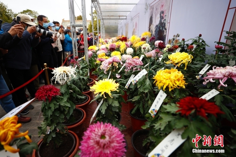 北京市第四十三届菊花展在北海公园开幕