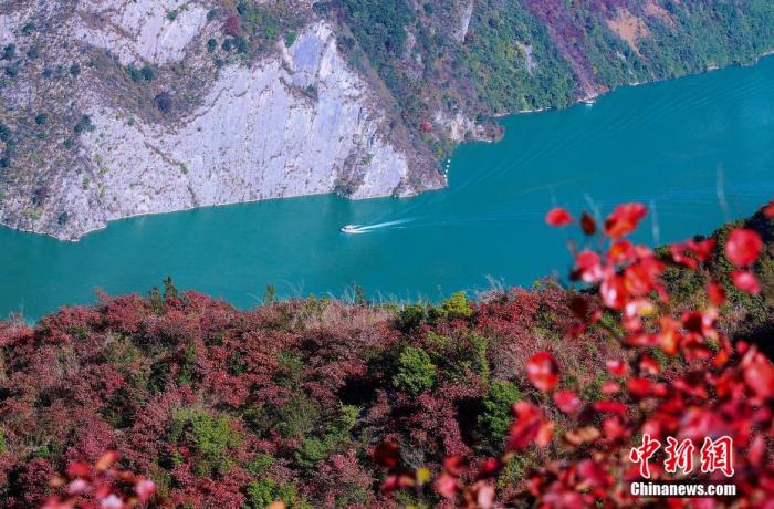 资料图：初冬时节，巫峡两岸层林尽染。 卢先庆 摄