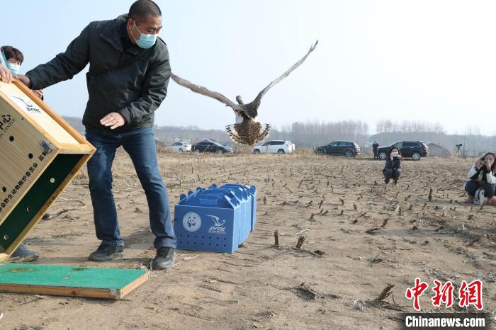 图为工作人员放归经过救护的国家一级保护动物大鸨。　北京市园林绿化局供图