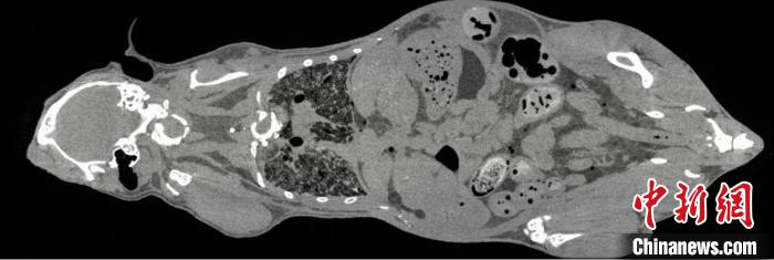 鼠全身成像。　中科院高能所 供图