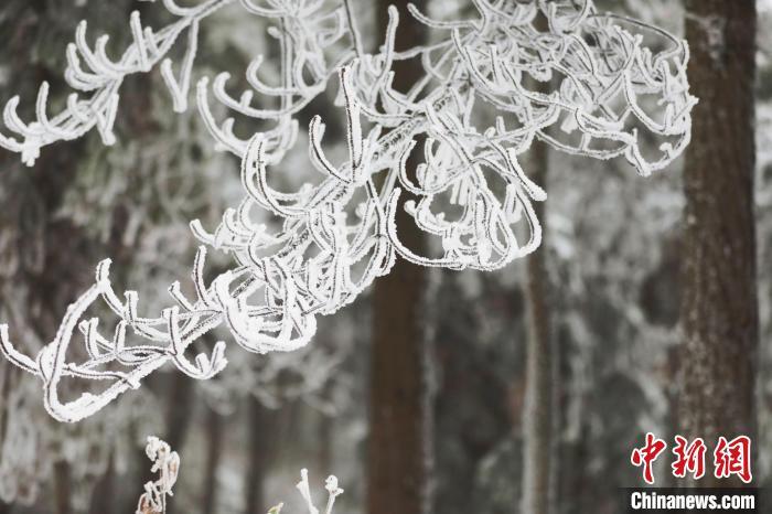 资料图：森林在纷纷扬扬的大雪中变得银装素裹。　朱森森 摄