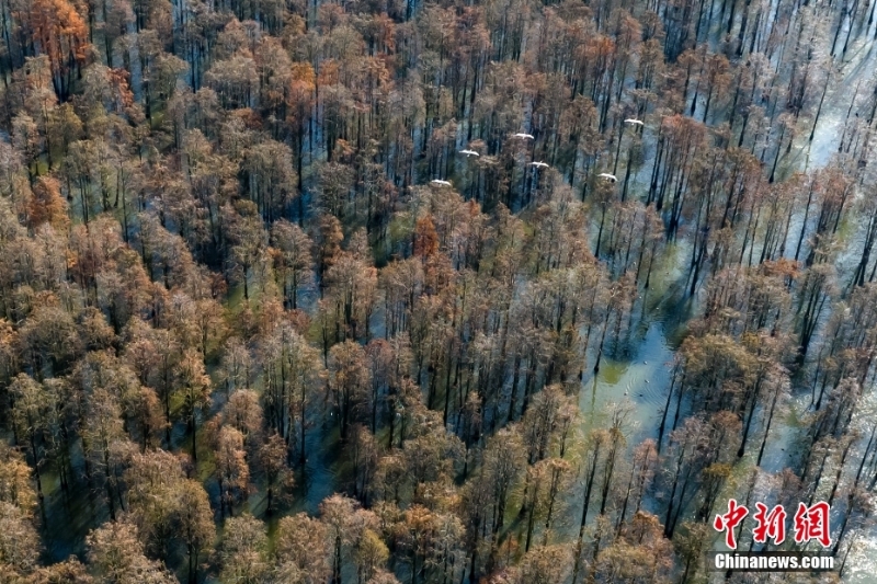 航拍“鸟类天堂”池杉湖湿地冬日壮阔生态景观