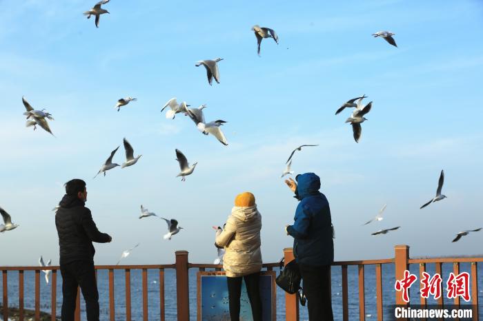 一座中原煤城与红嘴鸥的“双向奔赴”