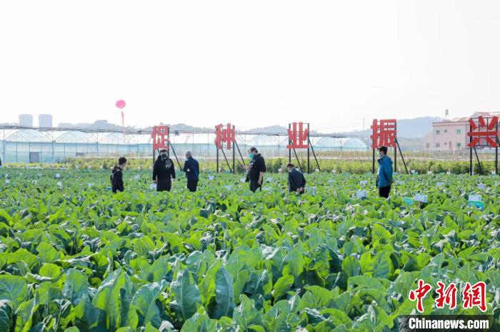 本届种博会采用田间展示观摩+科普宣传+现场品鉴+市民互动等模式创新融合办展。　厦门市农业农村局供图