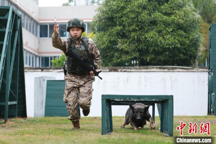 武警广西机动支队官兵携军犬开展多课目训练