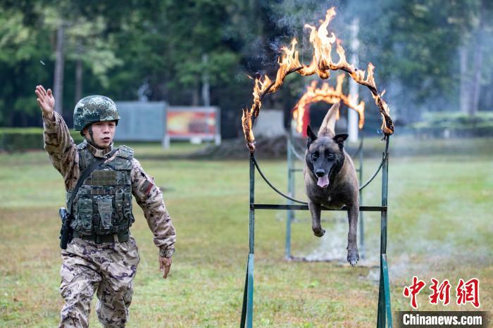 武警官兵引导军犬进行跨越火障训练。　余海洋 摄