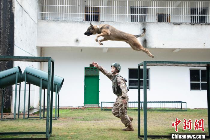 武警官兵引导军犬进行跨越障碍训练。　余海洋 摄