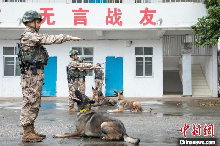 武警官兵携军犬开展基础动作训练。　余海洋 摄