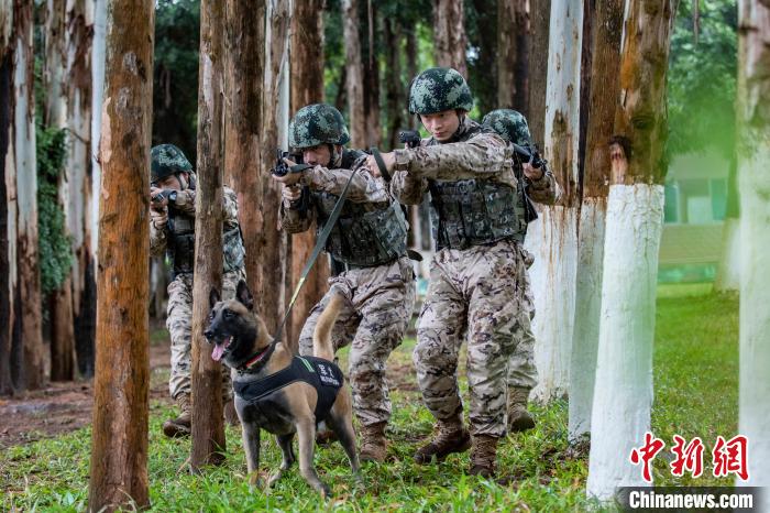 武警官兵携军犬开展协同搜索训练。　余海洋 摄