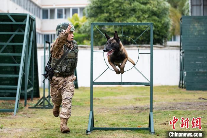 武警官兵引导军犬进行跨越障碍训练。　余海洋 摄