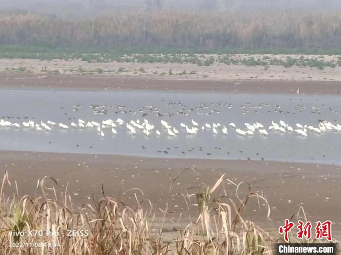 监测技术人员在西洞庭湖观测到的鸟类。　湖南省林业局供图