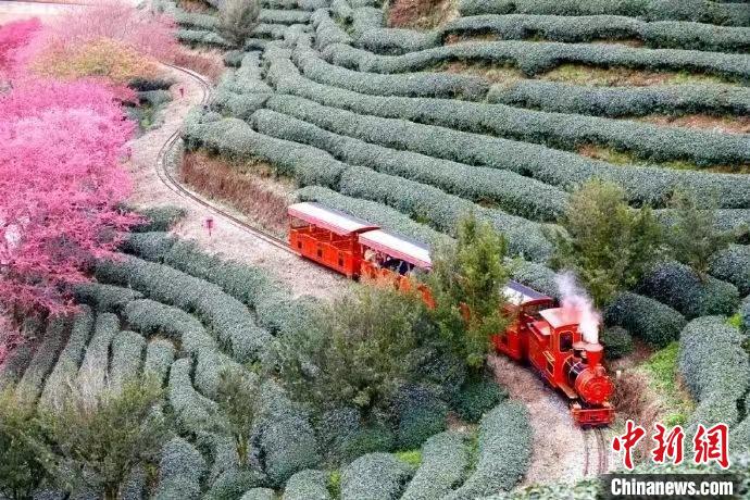 为增强游客体验，永福樱花茶旅景区新增小火车等多种项目。　龙岩市融媒体中心供图