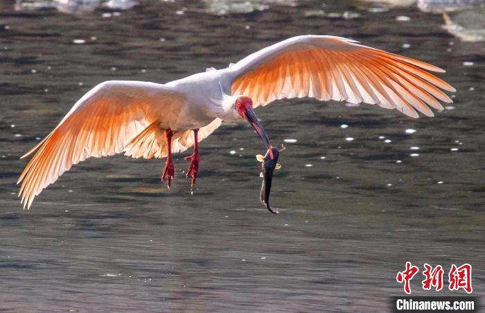 陕西汉阴：生物多样性保护成效显著成群朱鹮落户安家