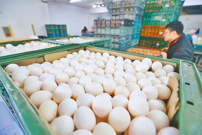 图为台北市鸡蛋大盘商加紧脚步将批来的鸡蛋清理、秤重后装箱。图片来源：台湾《中国时报》 杜宜谙 摄.jpg