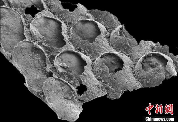 澳大利亚Protomelission gatehousei矿物化化石1(2021年《自然》论文)。　施普林格·自然 供图