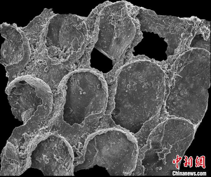 澳大利亚Protomelission gatehousei矿物化化石2(2021年《自然》论文)。　施普林格·自然 供图