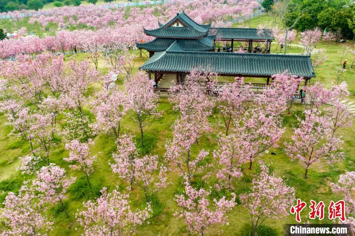 广西南宁樱花盛放“粉色花海”引游人