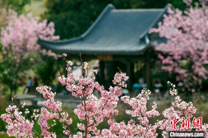 樱花绽放，风景秀美。　何光民 摄