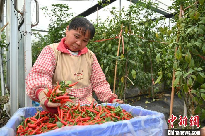 工作人员在贺州市八步区东融(供港)蔬菜基地采收辣椒。　俞靖 摄