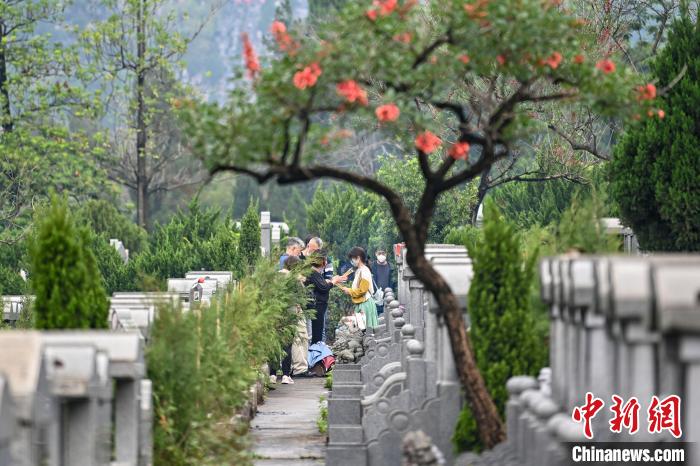 广州市新塘华侨公墓迎来祭扫高峰 陈骥旻 摄