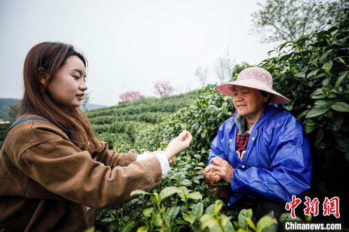 朱冰倩正在茶山督工 张卉 摄