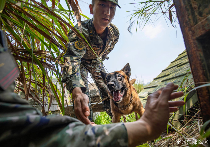 警犬出击