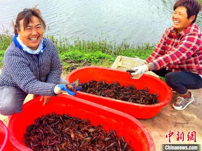 江苏睢宁：“稻虾种养循环”蹚出生态致富路