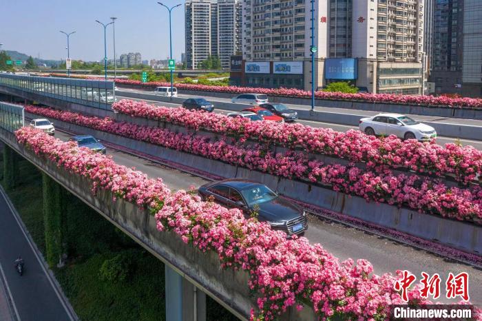 杭州上塘高架月季 杭州市园林文物局 供图