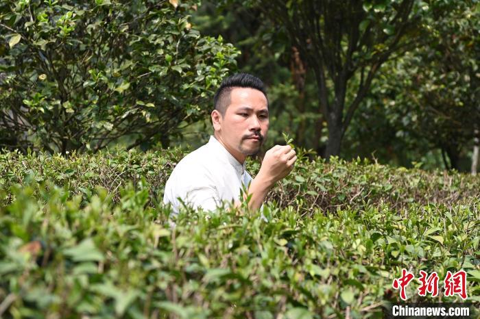 陈耘嘉查看茶叶生长情况。　张金川 摄