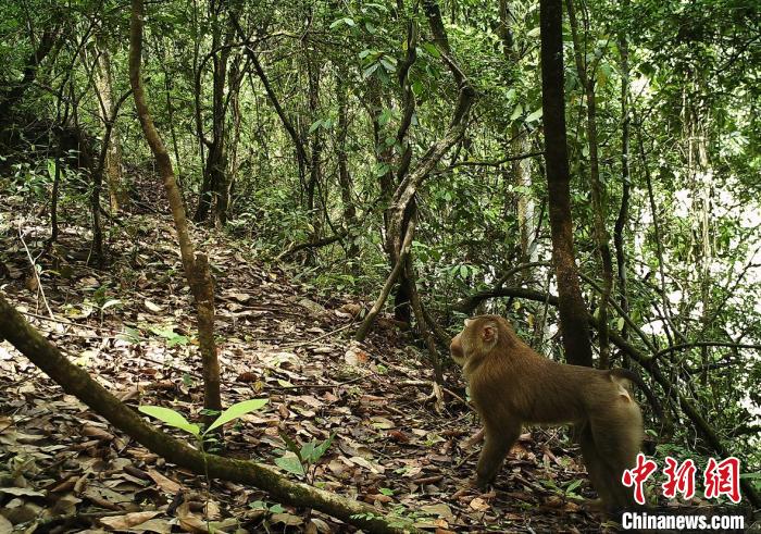 图为红外线相机拍摄的北豚尾猴影像 保山市龙陵小黑山省级自然保护区管护局供图