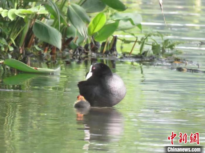 浙江西湖首次发现国家二级保护动物骨顶鸡繁育