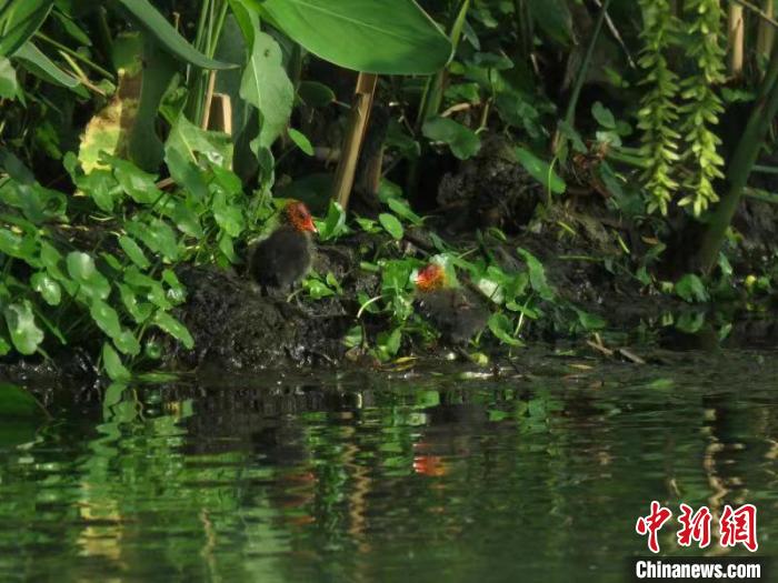 骨顶鸡雏鸟在西湖岸边觅食 西湖水域管理处 供图