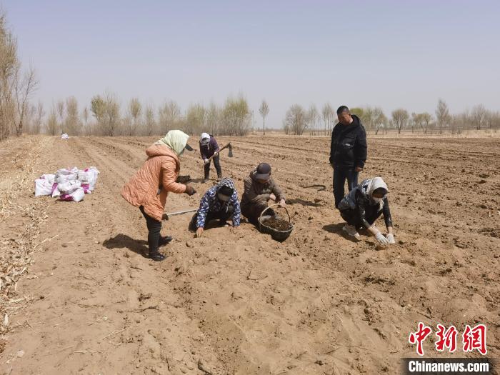 图为农户栽植草乌。　吴月丽 摄