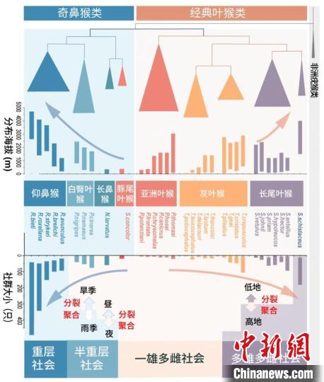 西北大学金丝猴研究团队揭示灵长类社会演化之谜