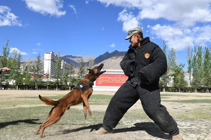 列刀是一名巡邏犬護袖,防抓服,護襠.